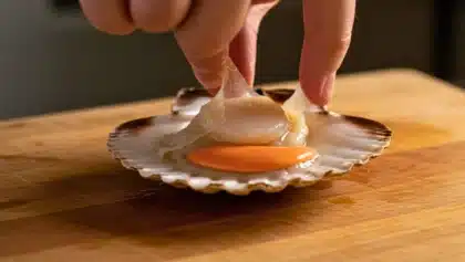 Gros plan sur une main prélevant délicatement la noix d’une coquille Saint-Jacques ouverte, en retirant la membrane translucide au-dessus du corail, sur une planche en bois.