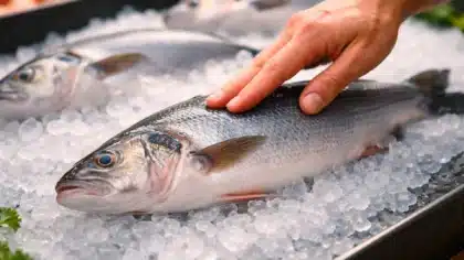 Main vérifiant la fraîcheur d’un poisson entier posé sur de la glace pilée