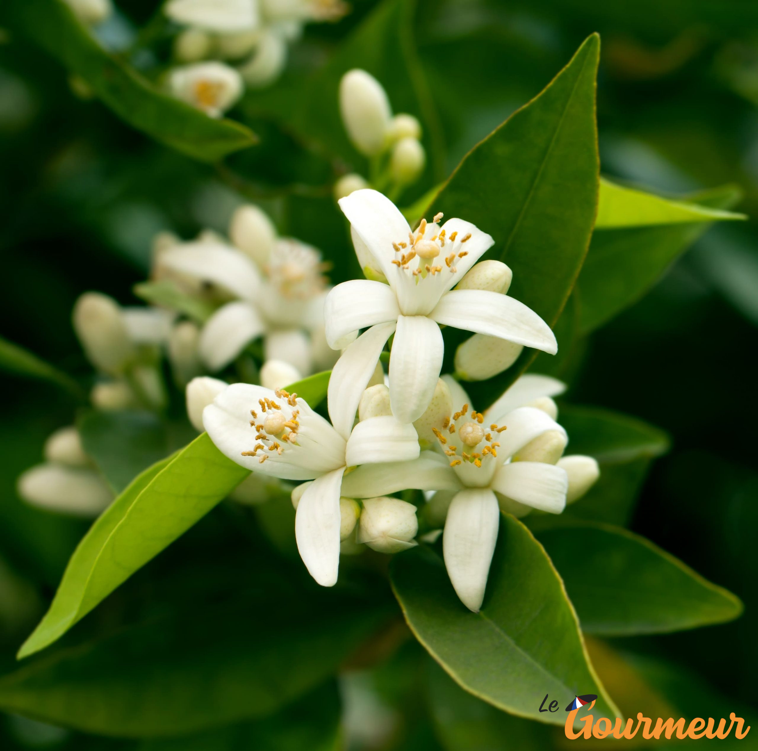 eau de fleur d'oranger spécialité provence