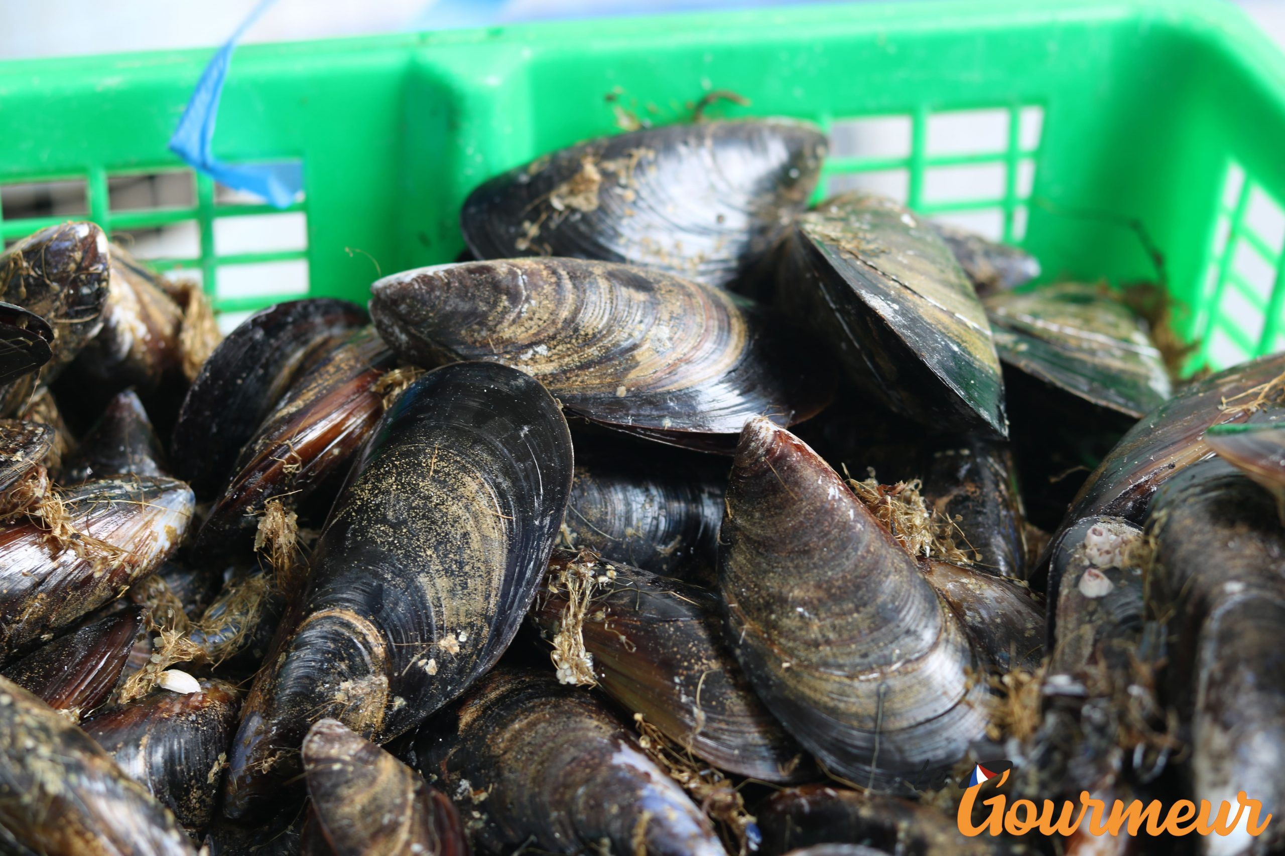 moules de bouzigues état de tau en occitanie et languedoc-Roussillon