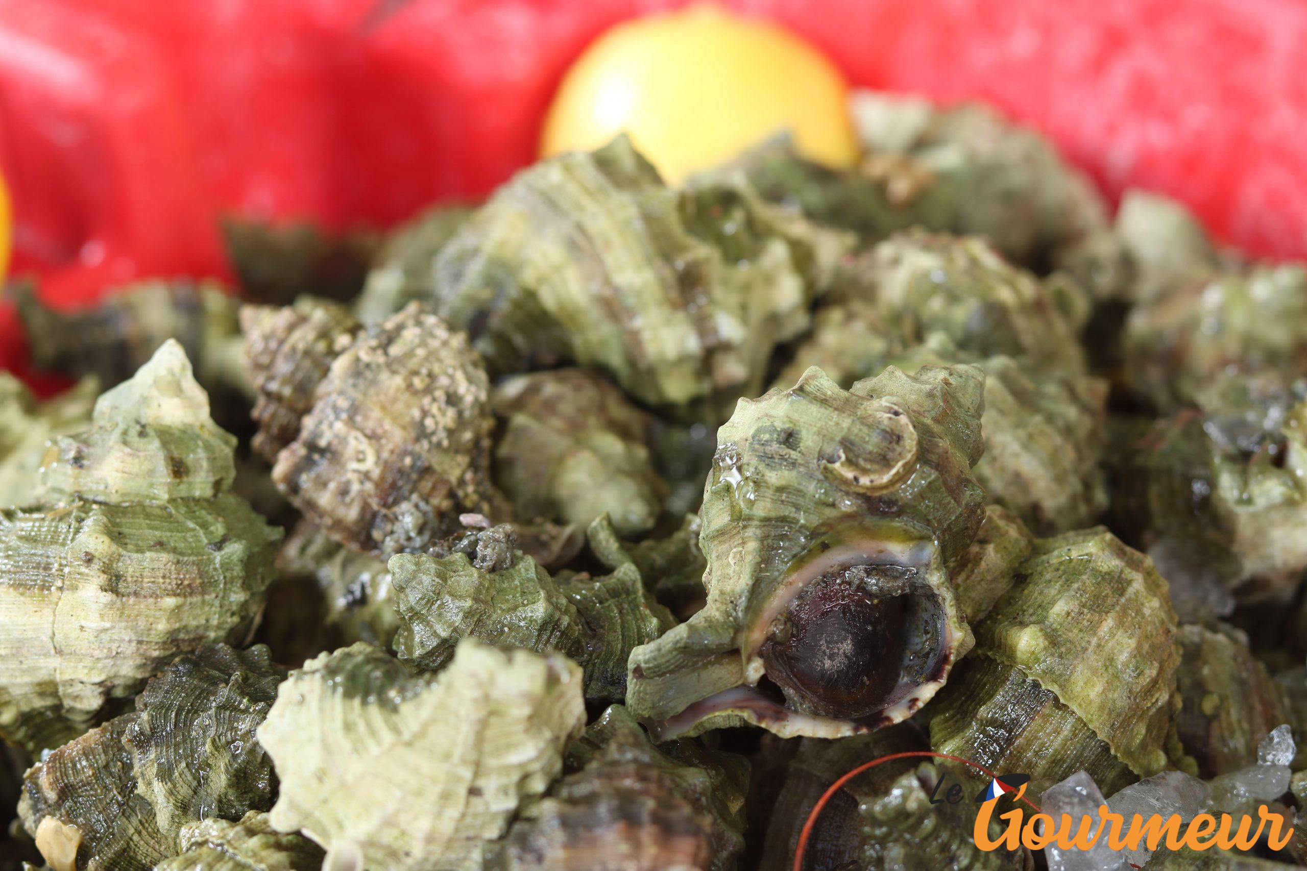 escargot de mer de Méditerranée