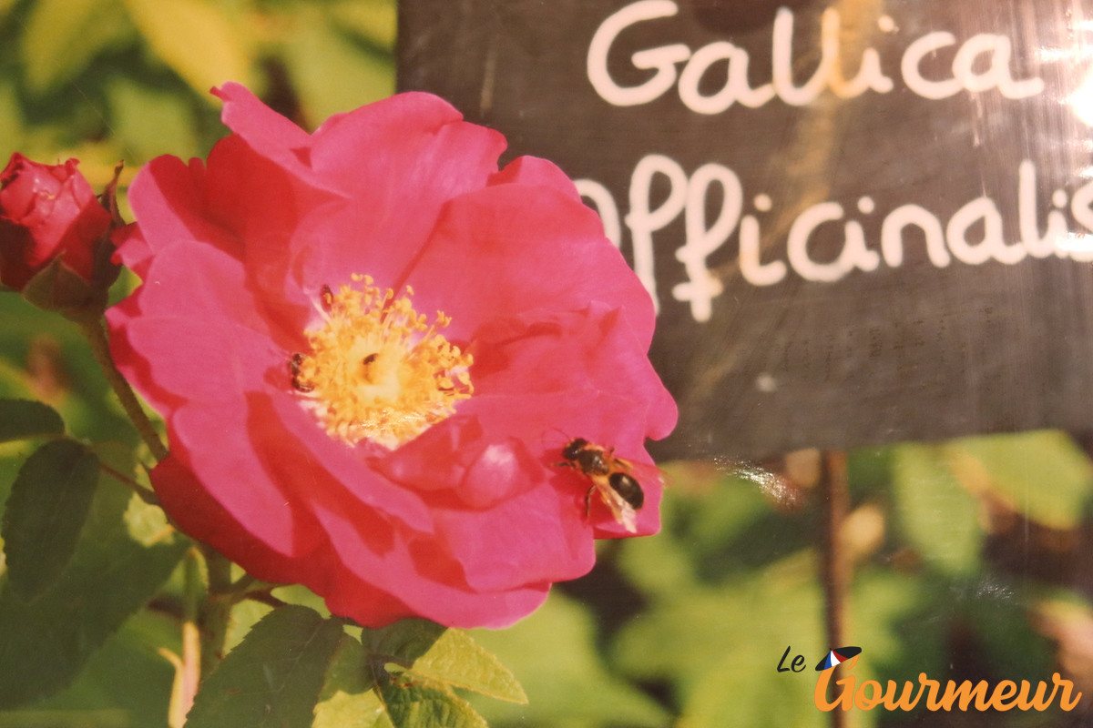 Jardin de roses de Provins Seine et Marne