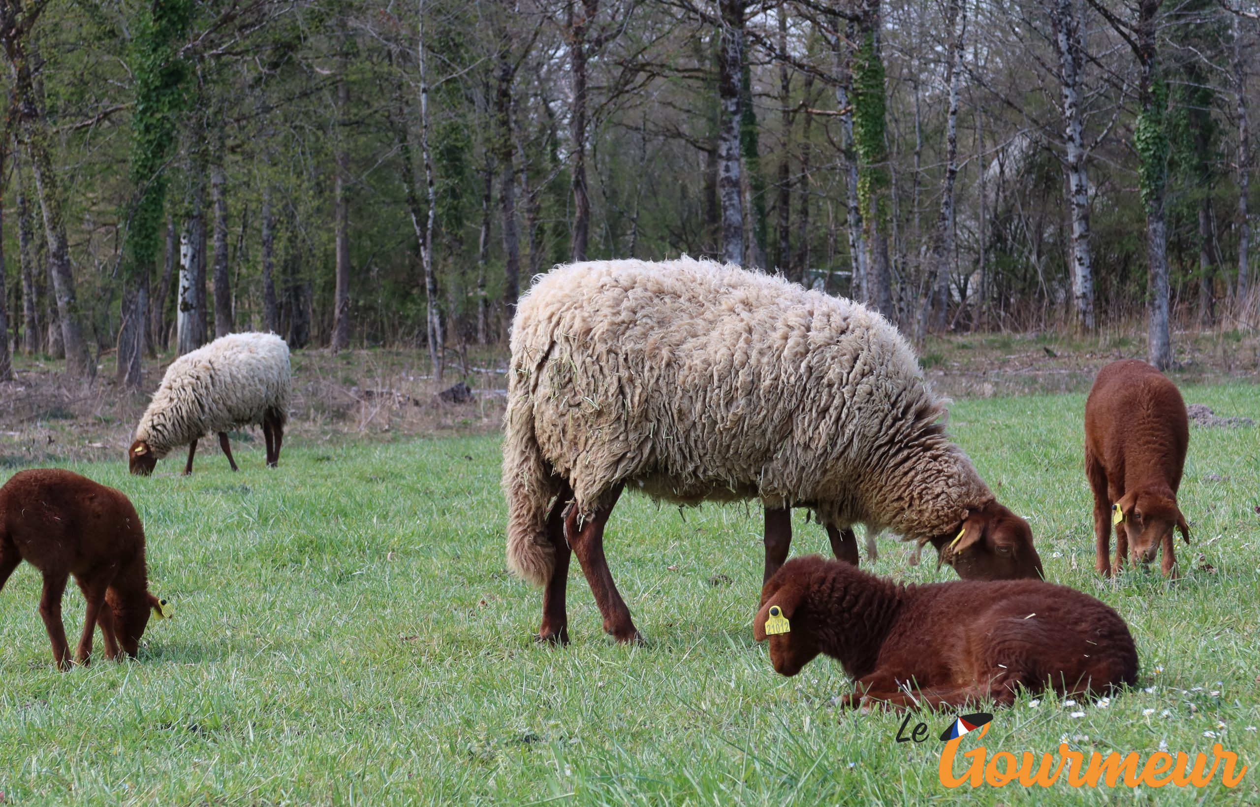 Les moutons de Sologne