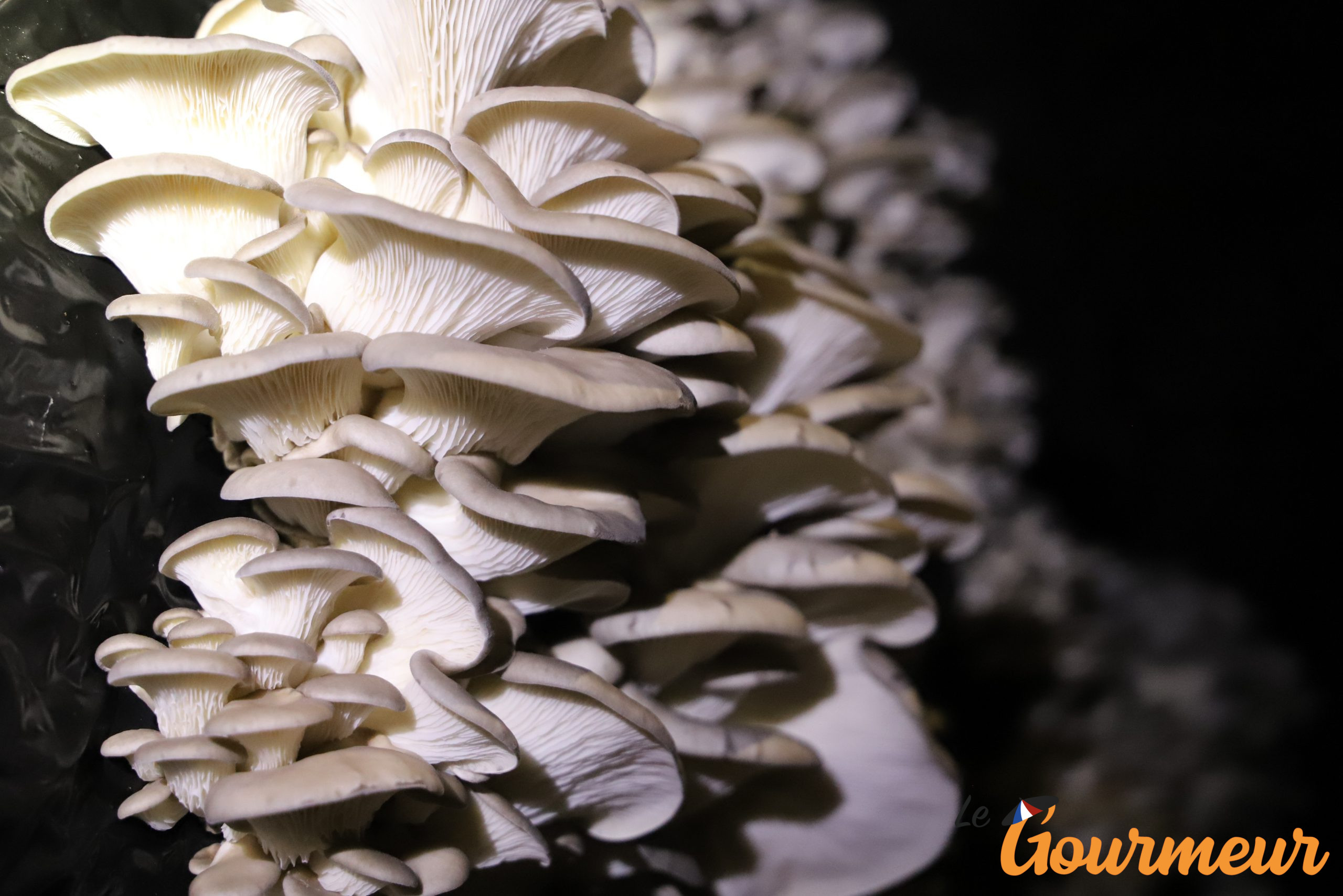 pleurote Pleurote Loire