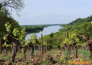 Domaine Génaud vins AOP