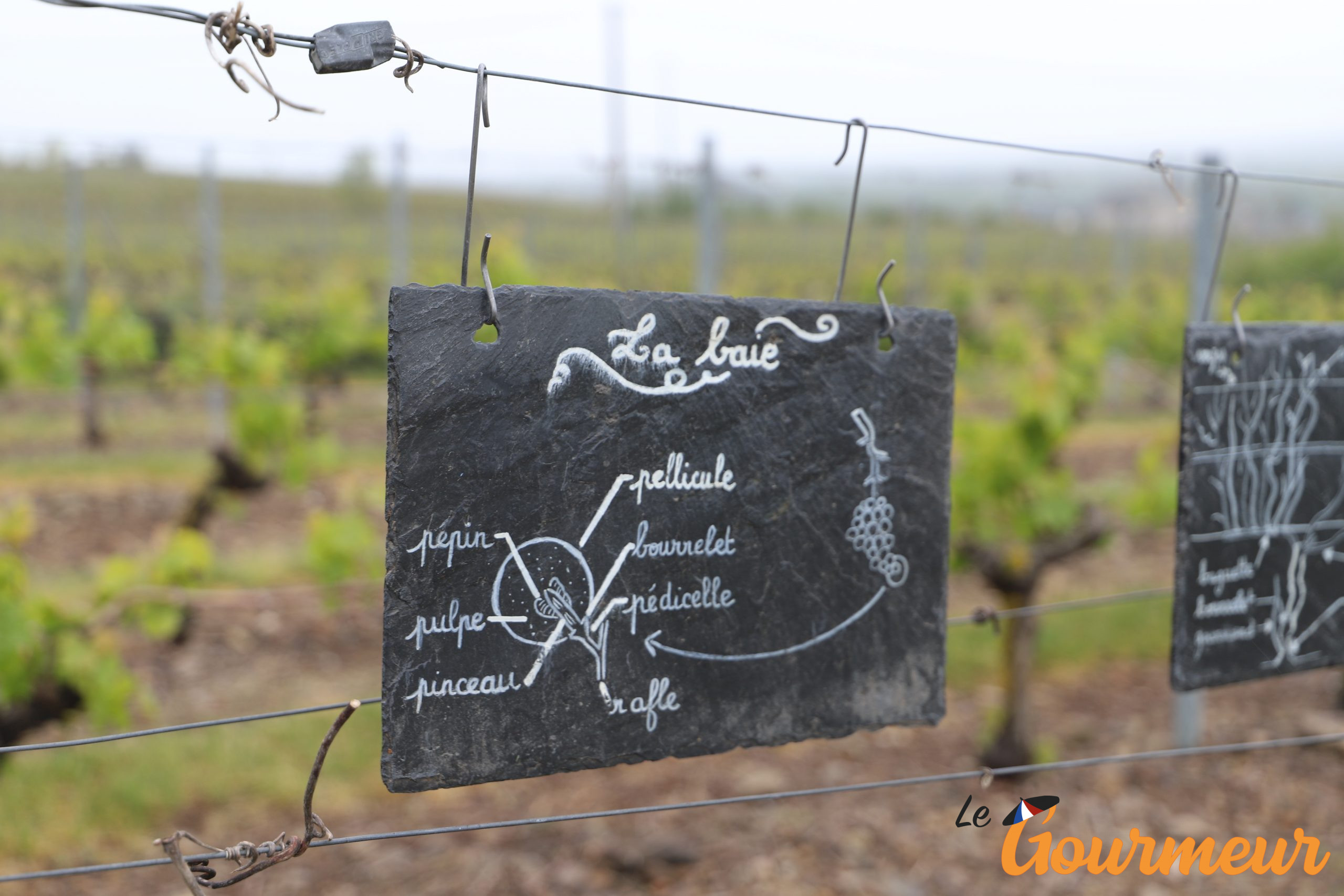 Visite vignobles d'Anjou