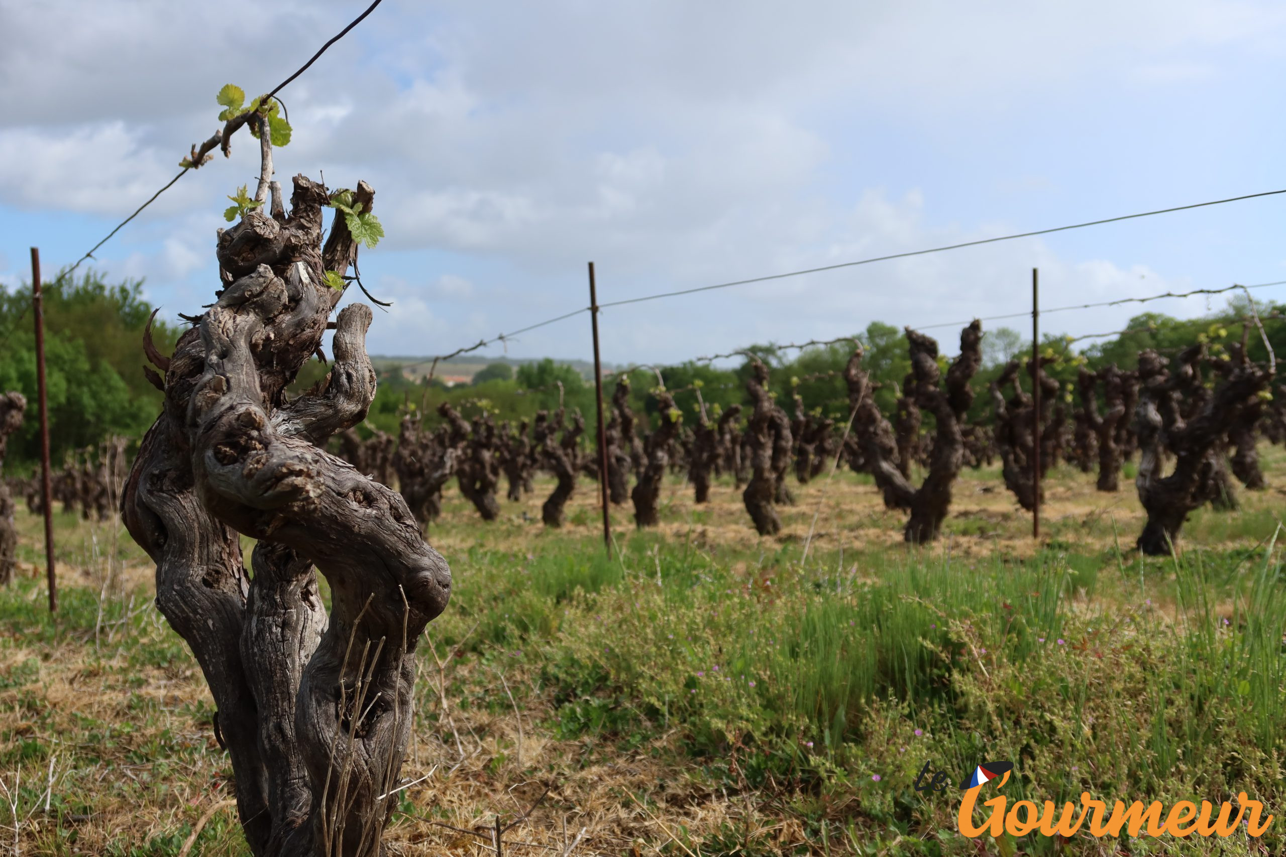 paysage sevre et maine Vignoble Sèvre et Maine