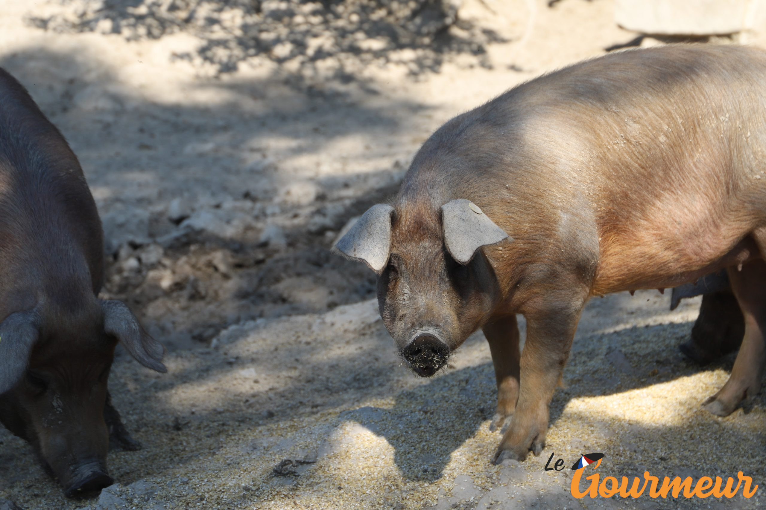 Cévennes cochon Baron