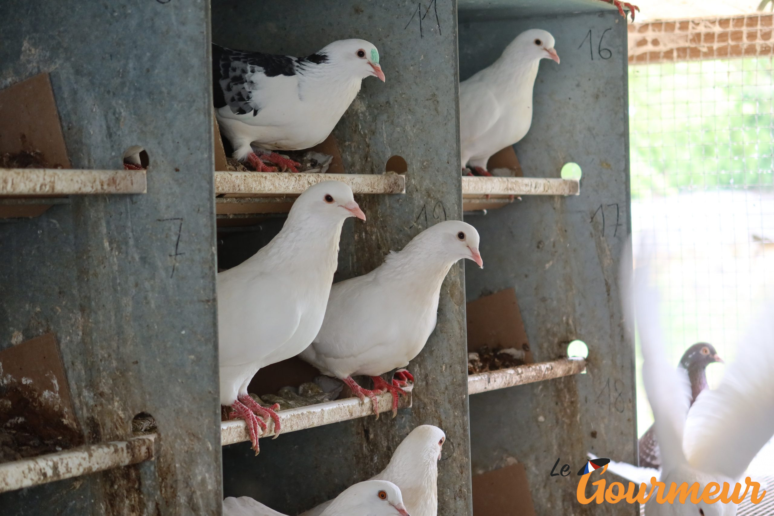 Pigeons du Tarn