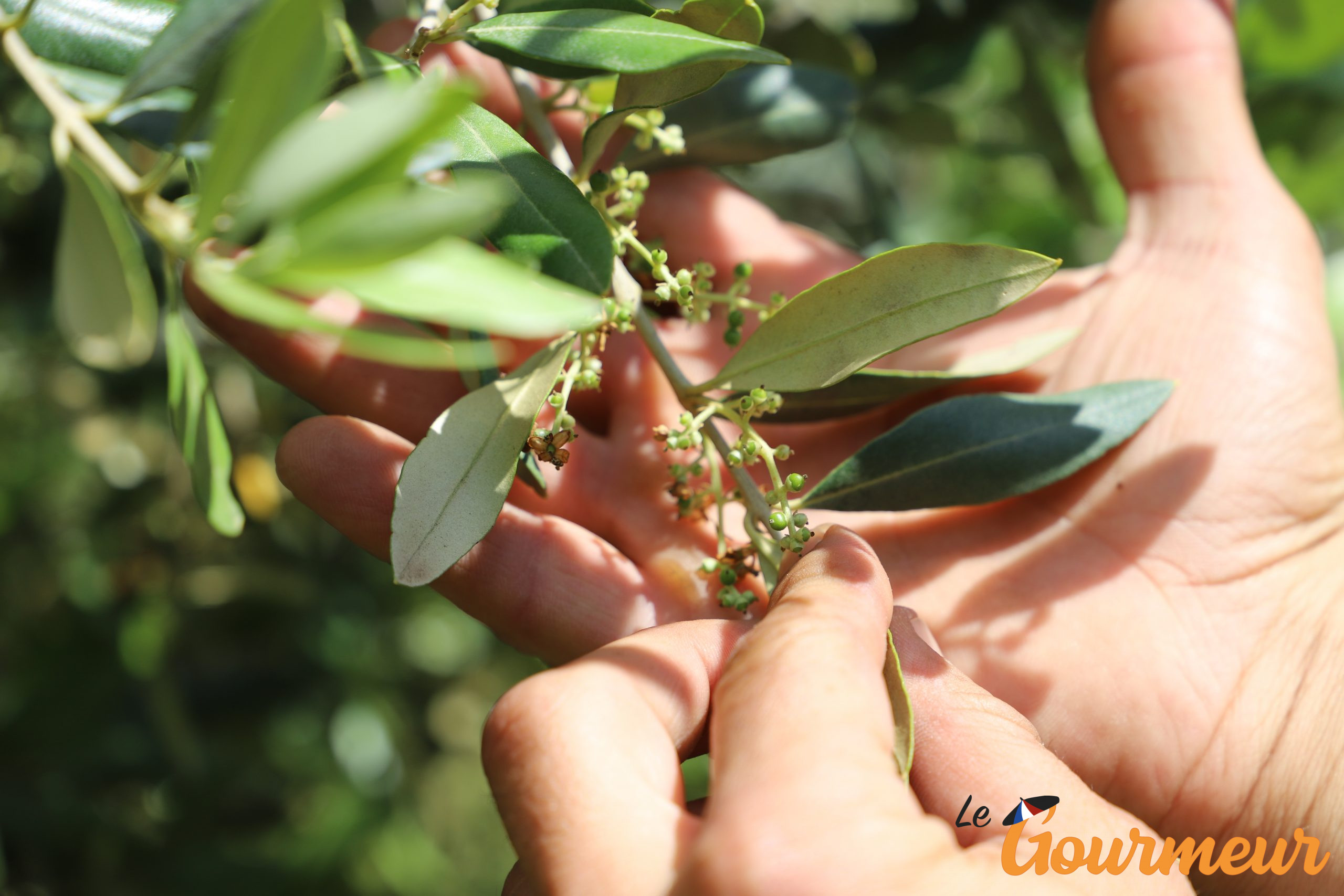 Olive verte de camargue