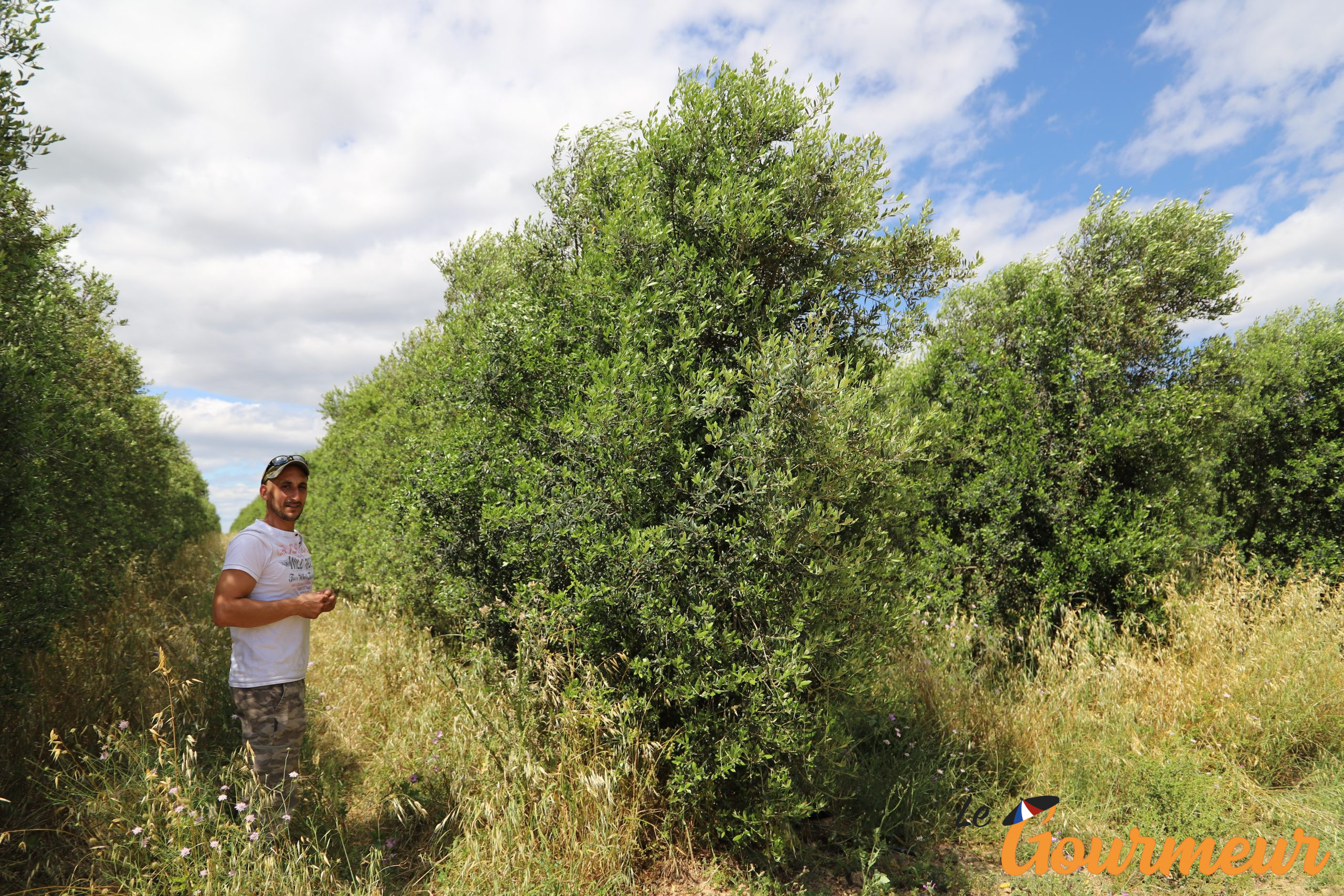 Production huile d'olive camargue