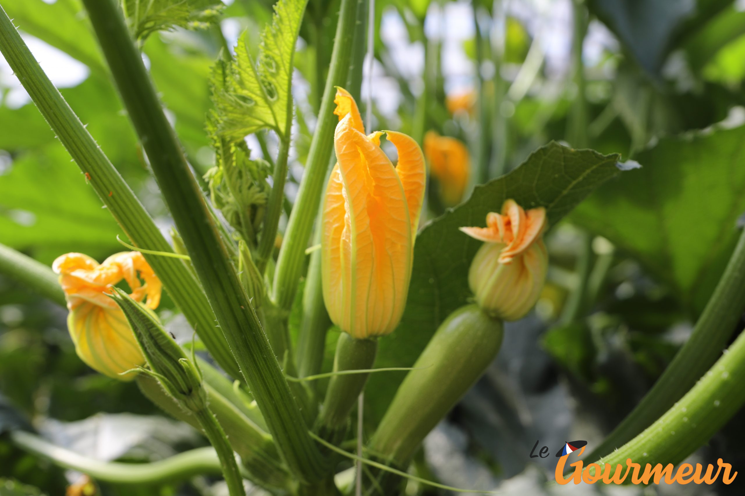 Fleurs de Camargue