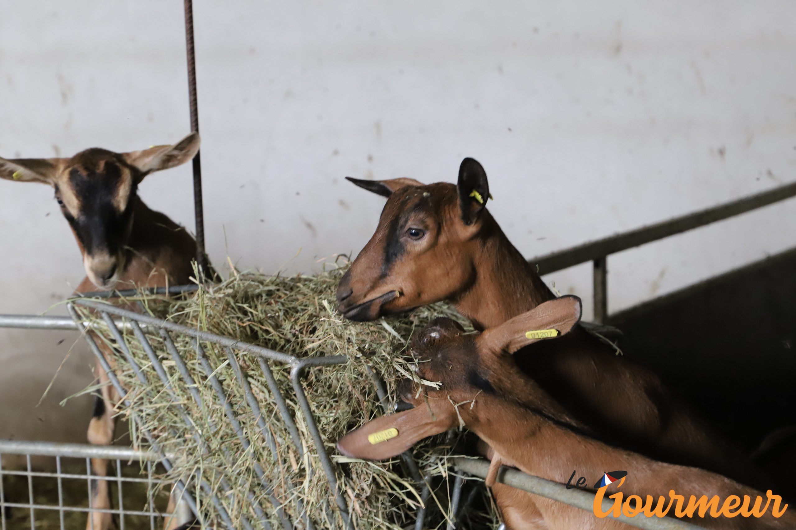 Ferme chèvres