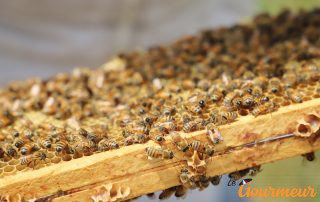 Apiculture Gard