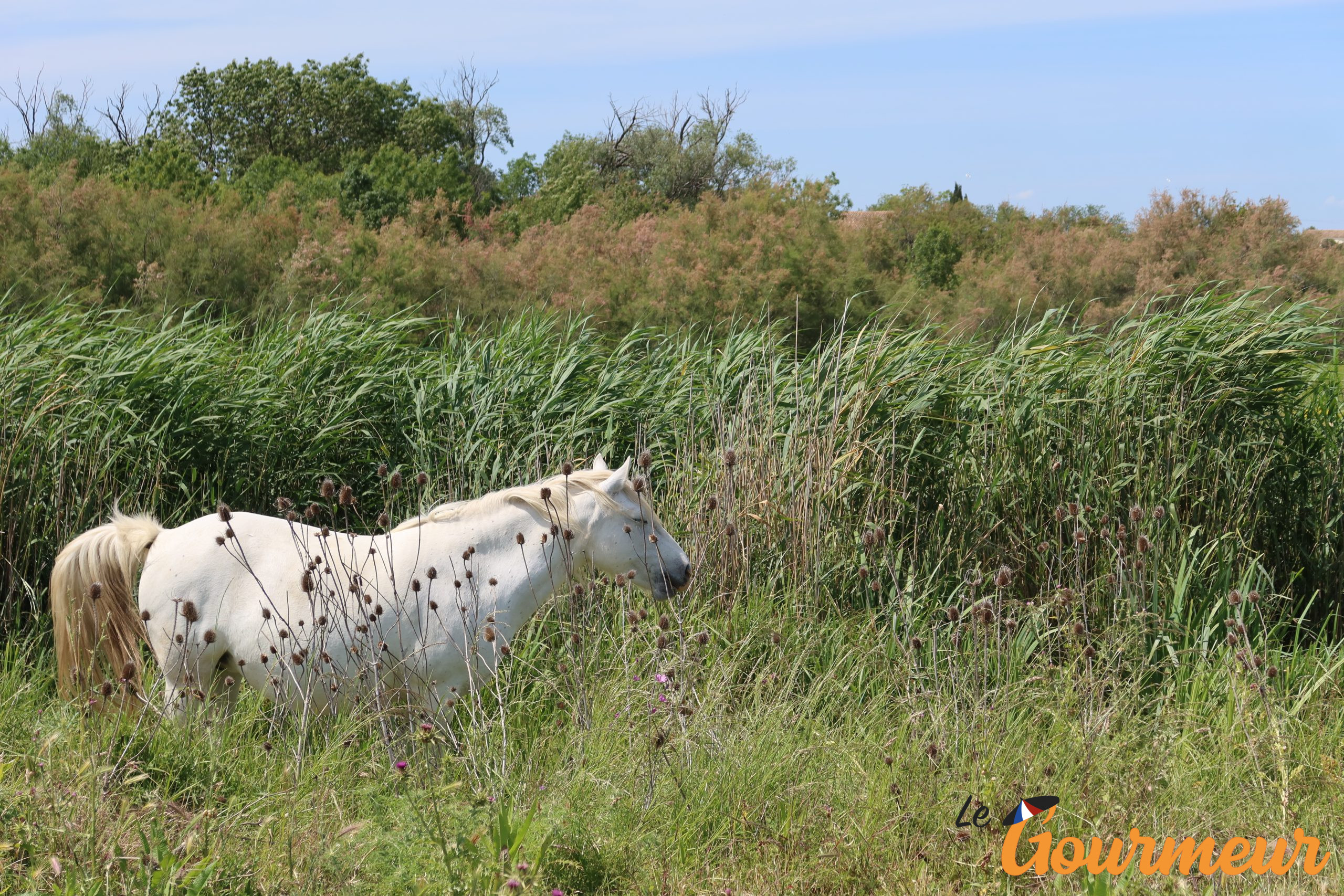 Camargue chevaux