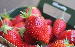 Fraise de Carpentras en Provence