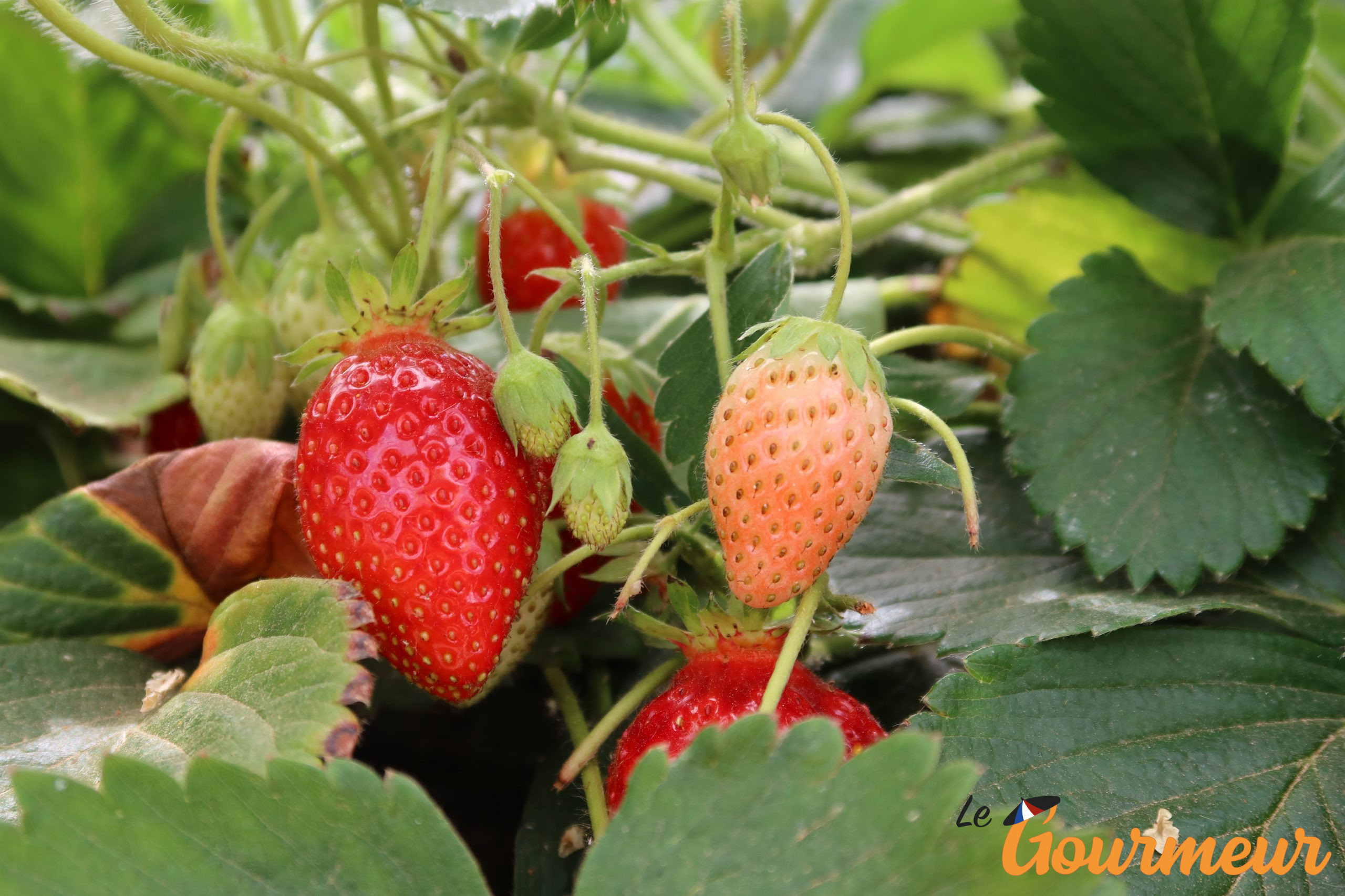 Fraises de carpentras