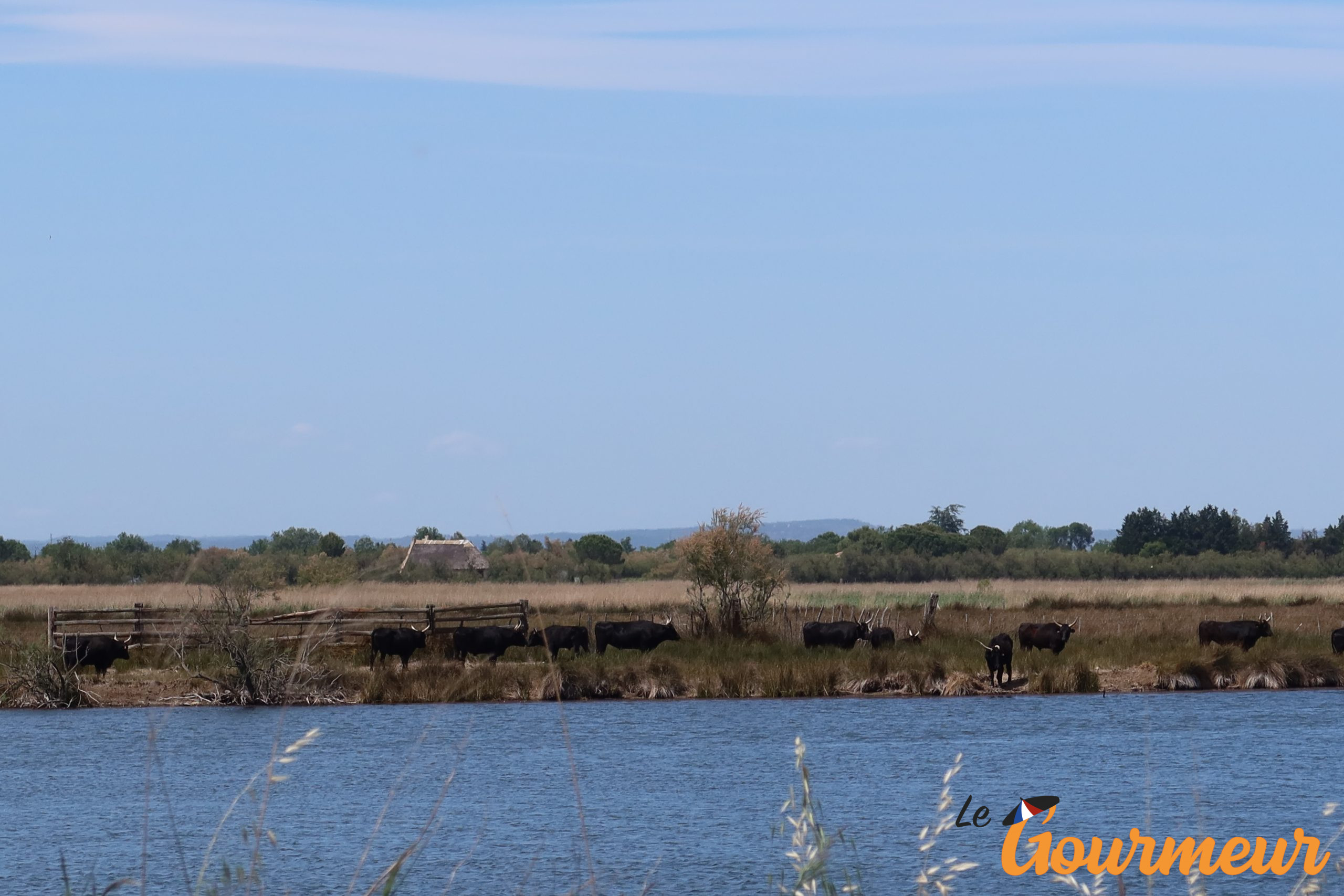 Les taureaux de camargue