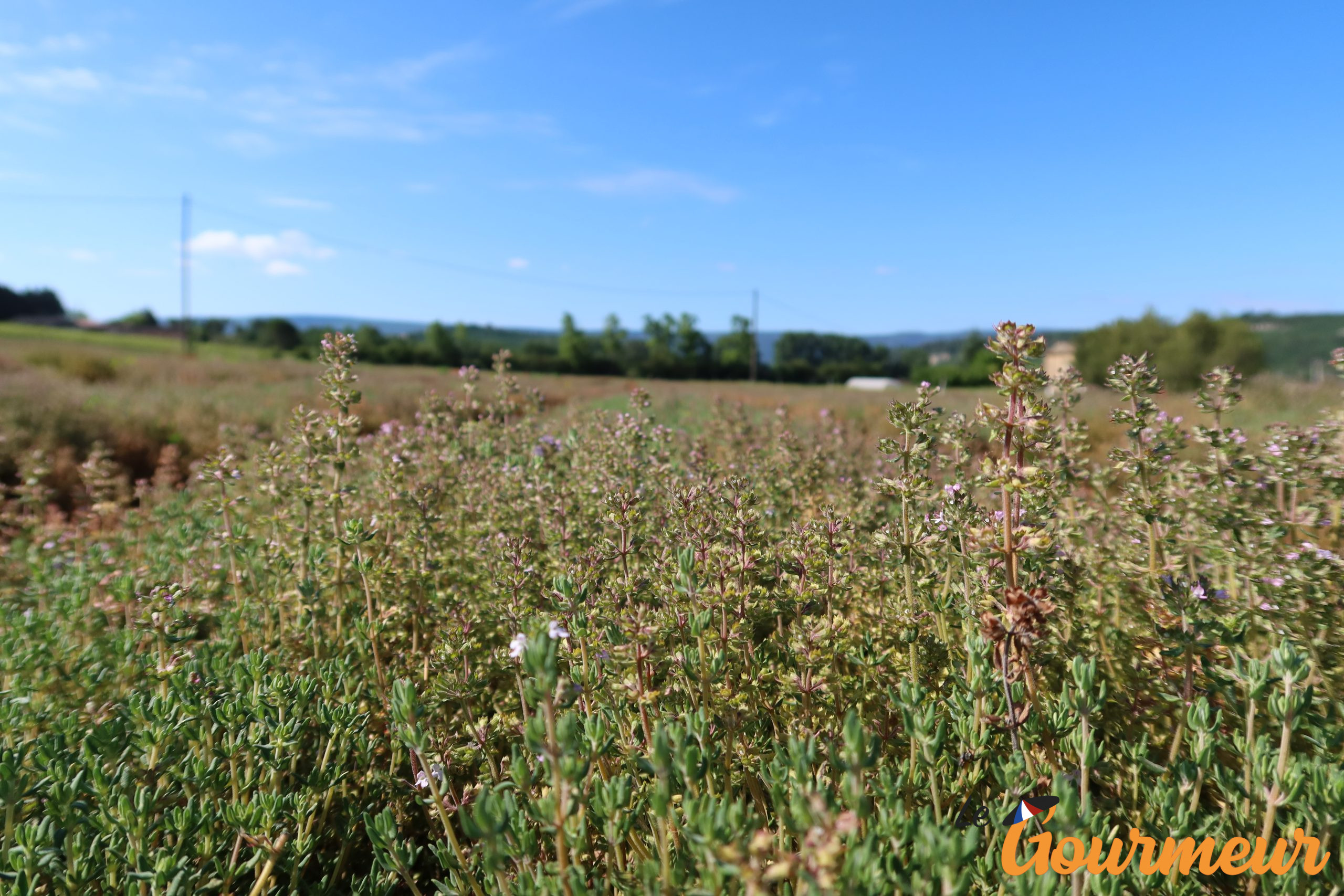 Champs de thym Avignon