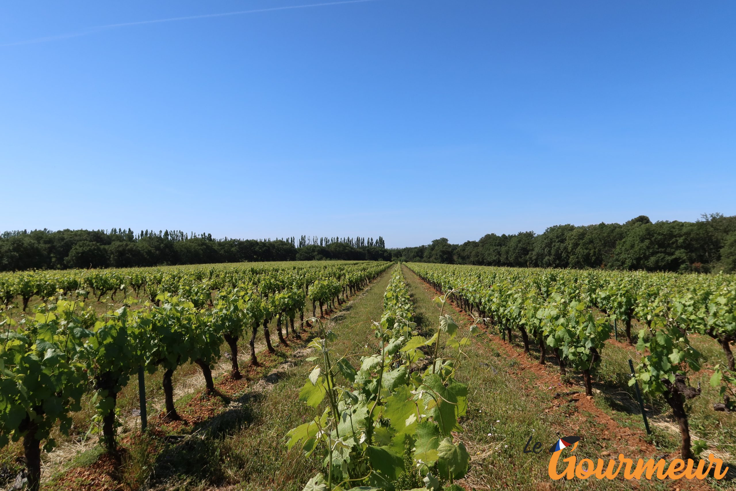 Vignoble Camargue