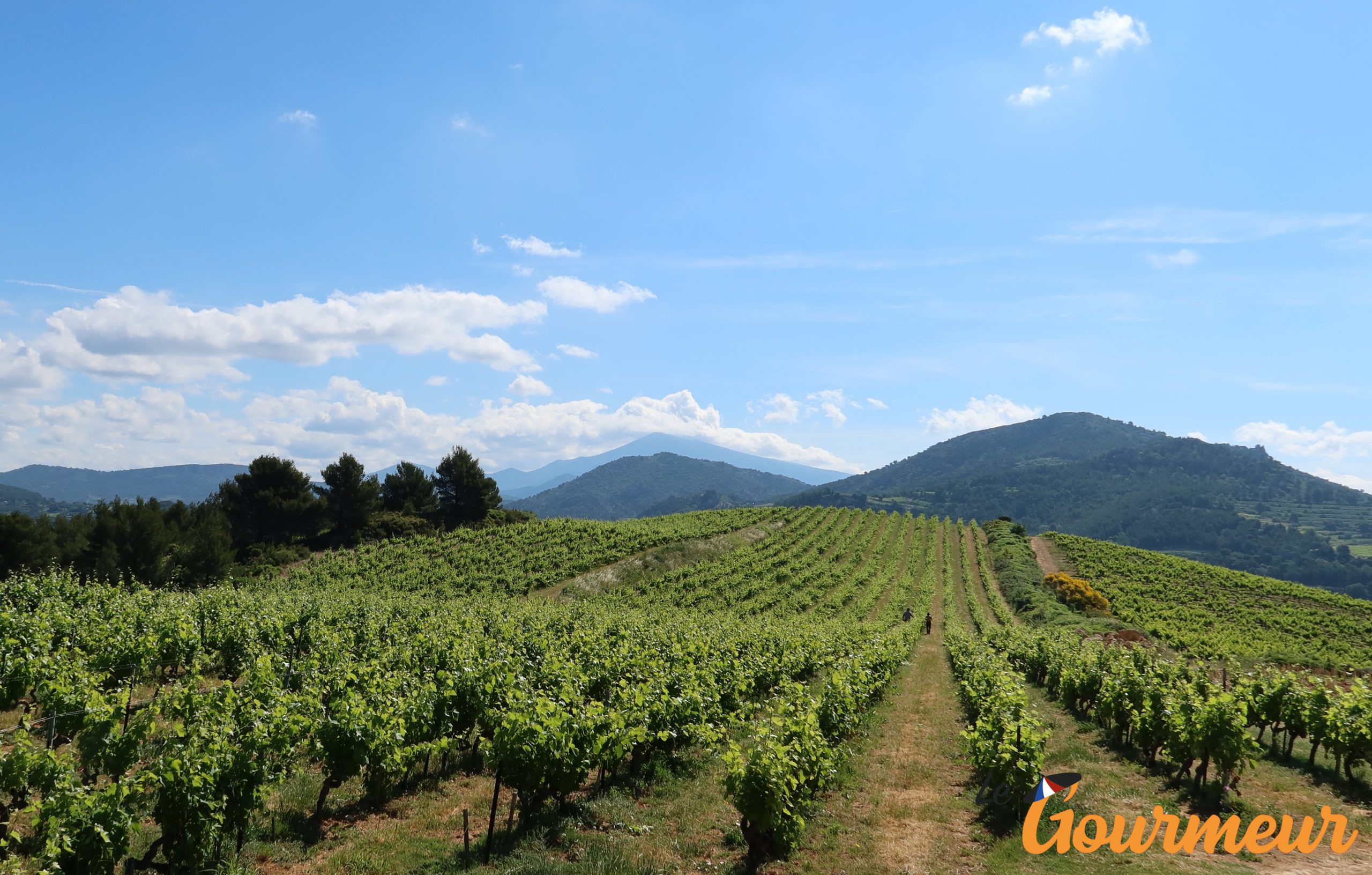 Vignes baume de Venise