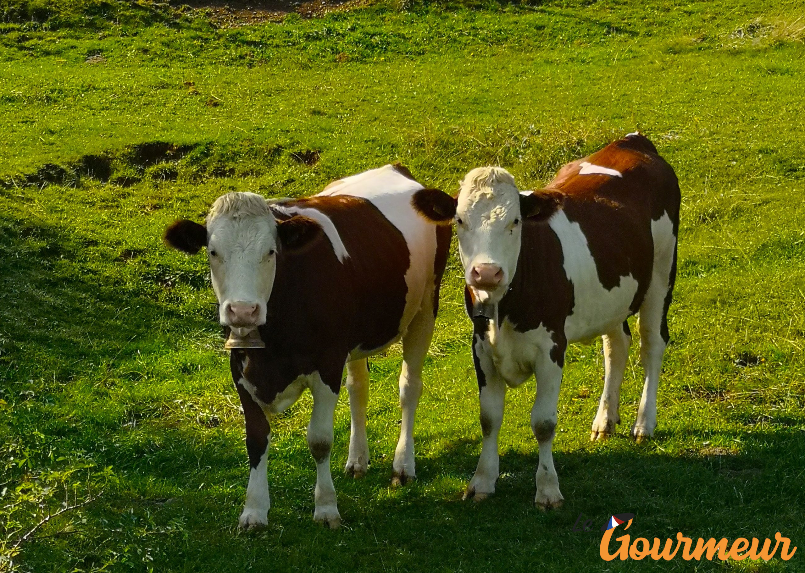 Vaches laitières des Doubs