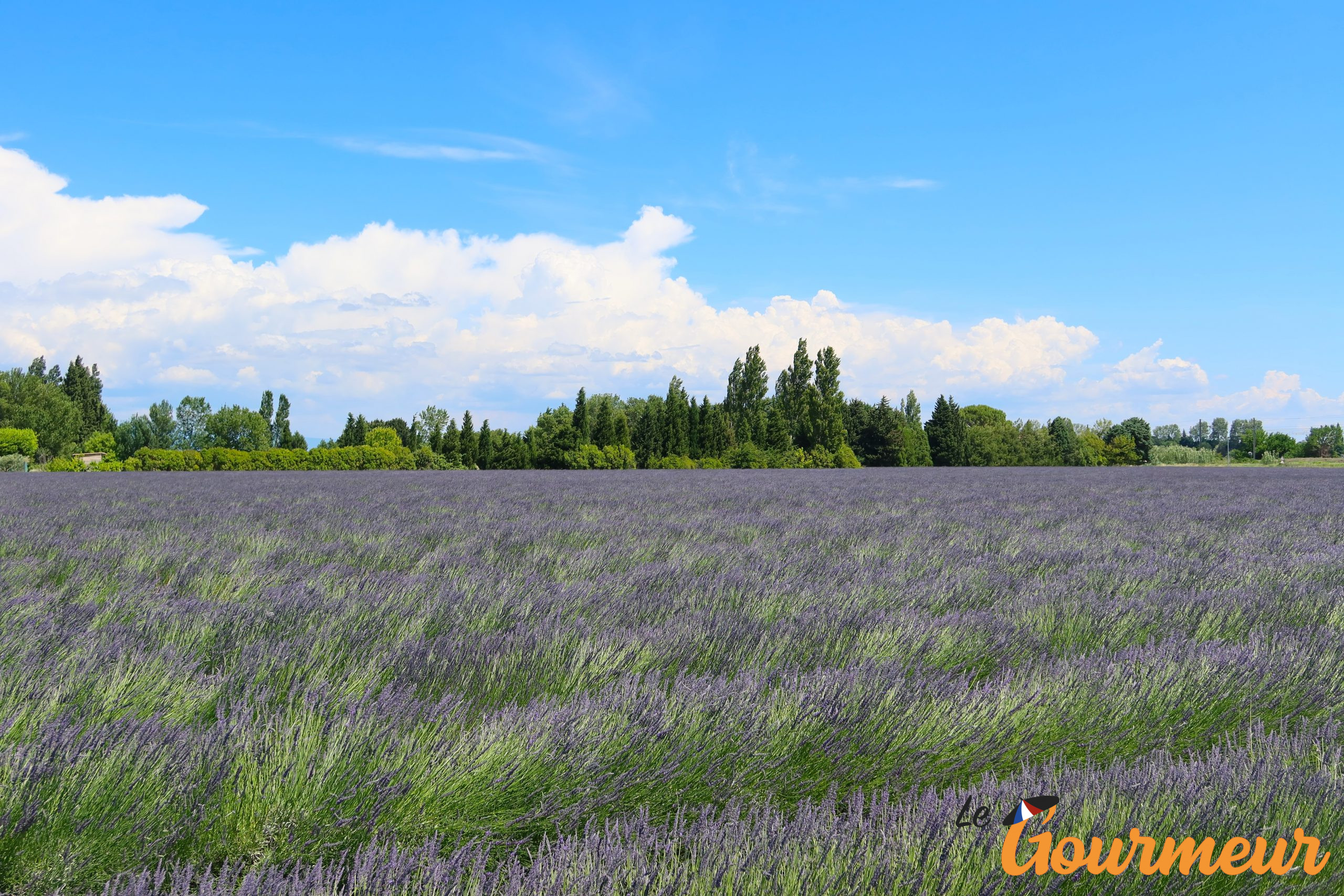 champs de lavande Balade Gourmande Vaucluse