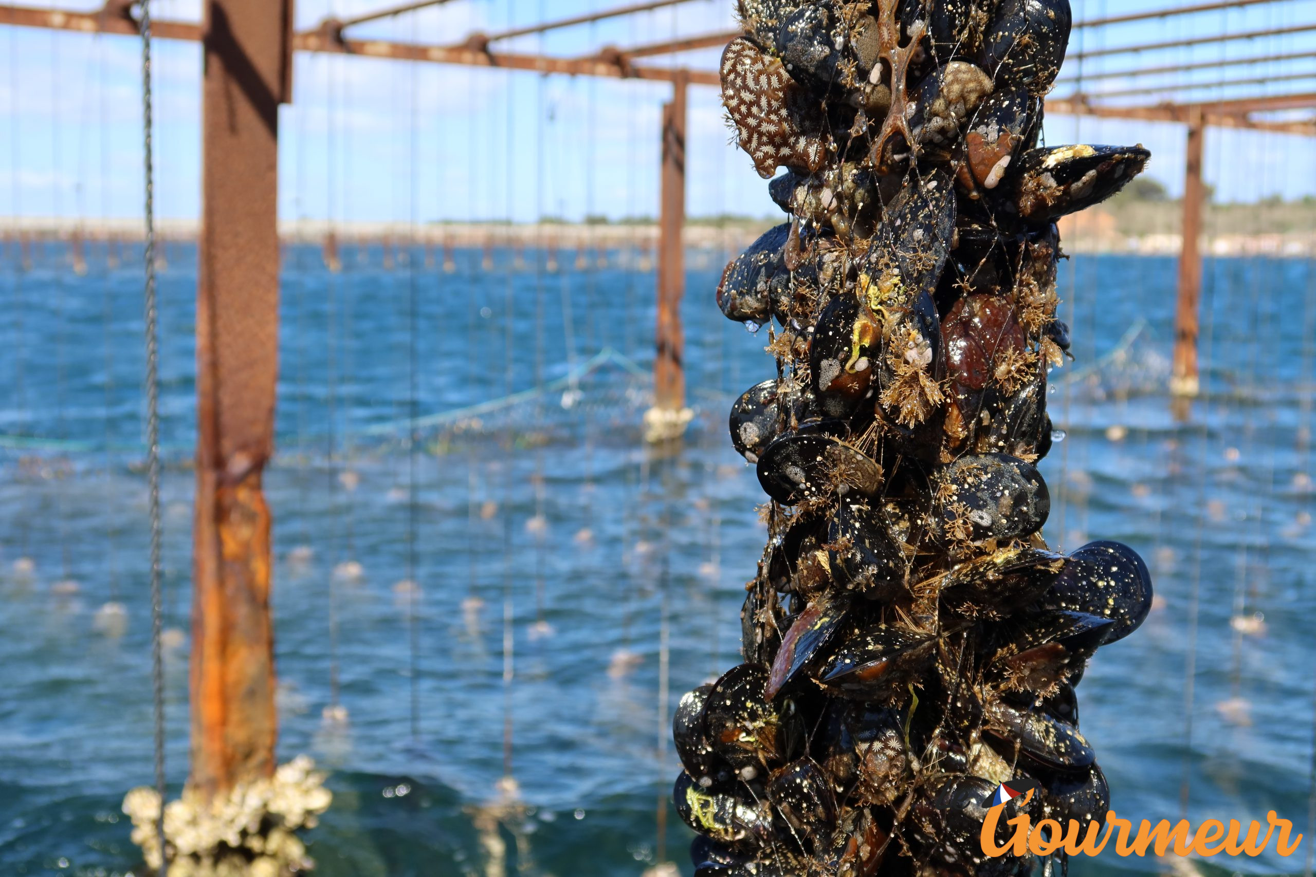 moules de bouzigues ou moules de l'étang de thau