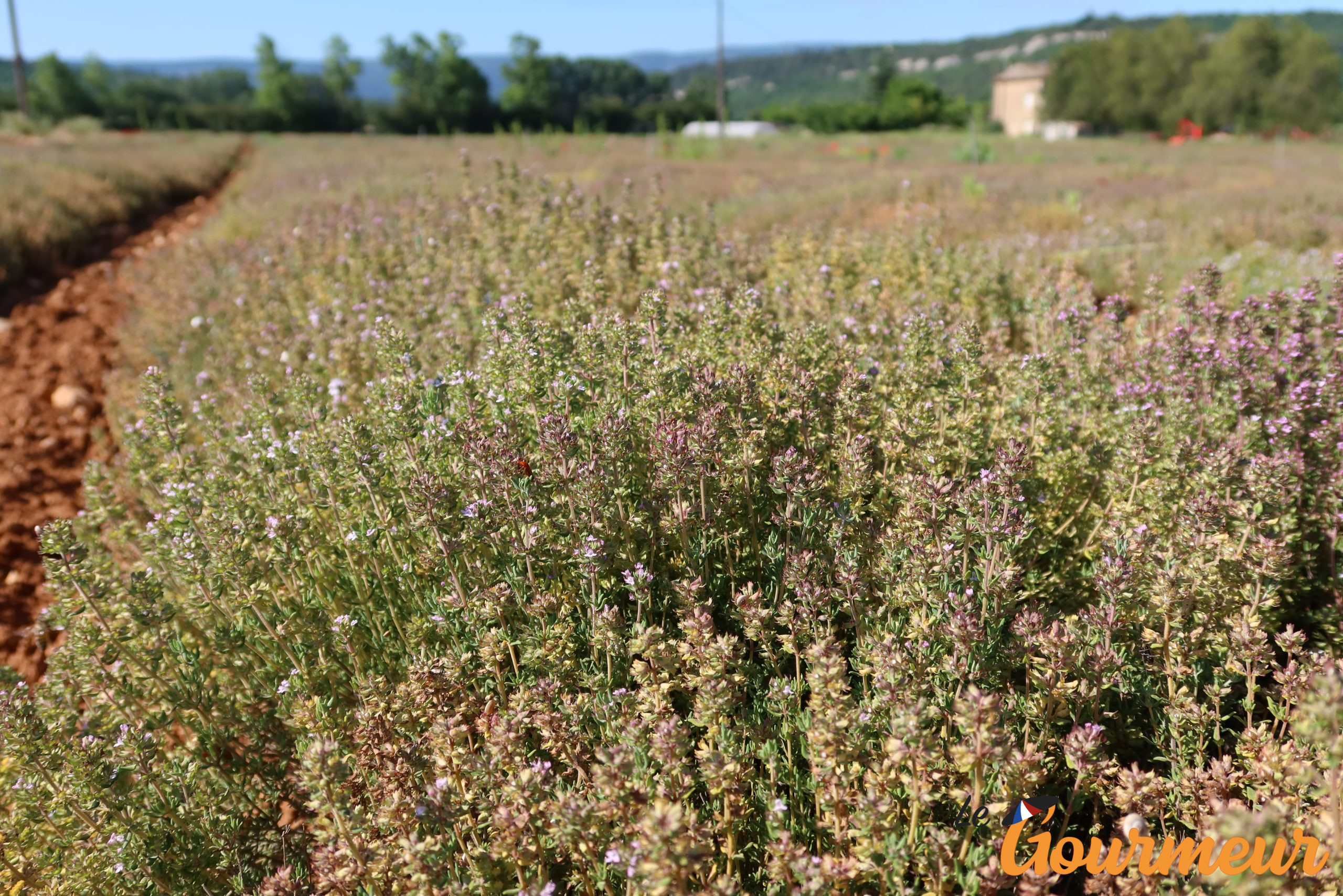 Herbes de Provence Label rouge