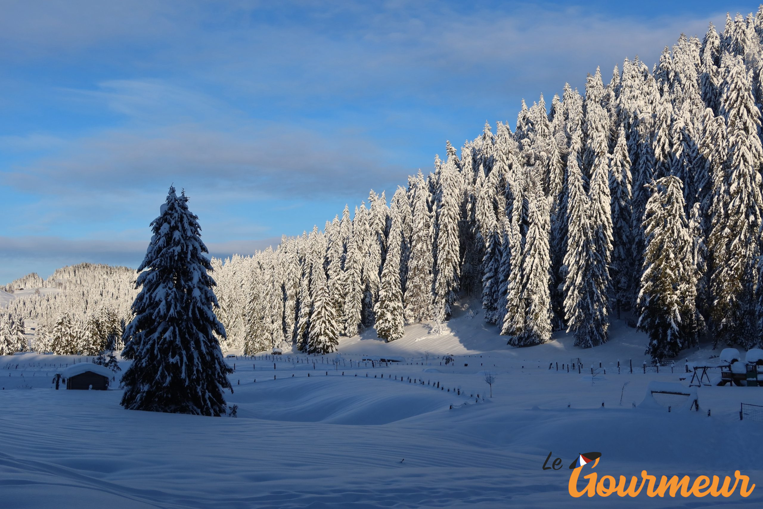 Sapins montagne Jura