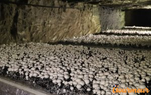 À la découverte des champignons dans les galeries et caves du Maine-et-Loire