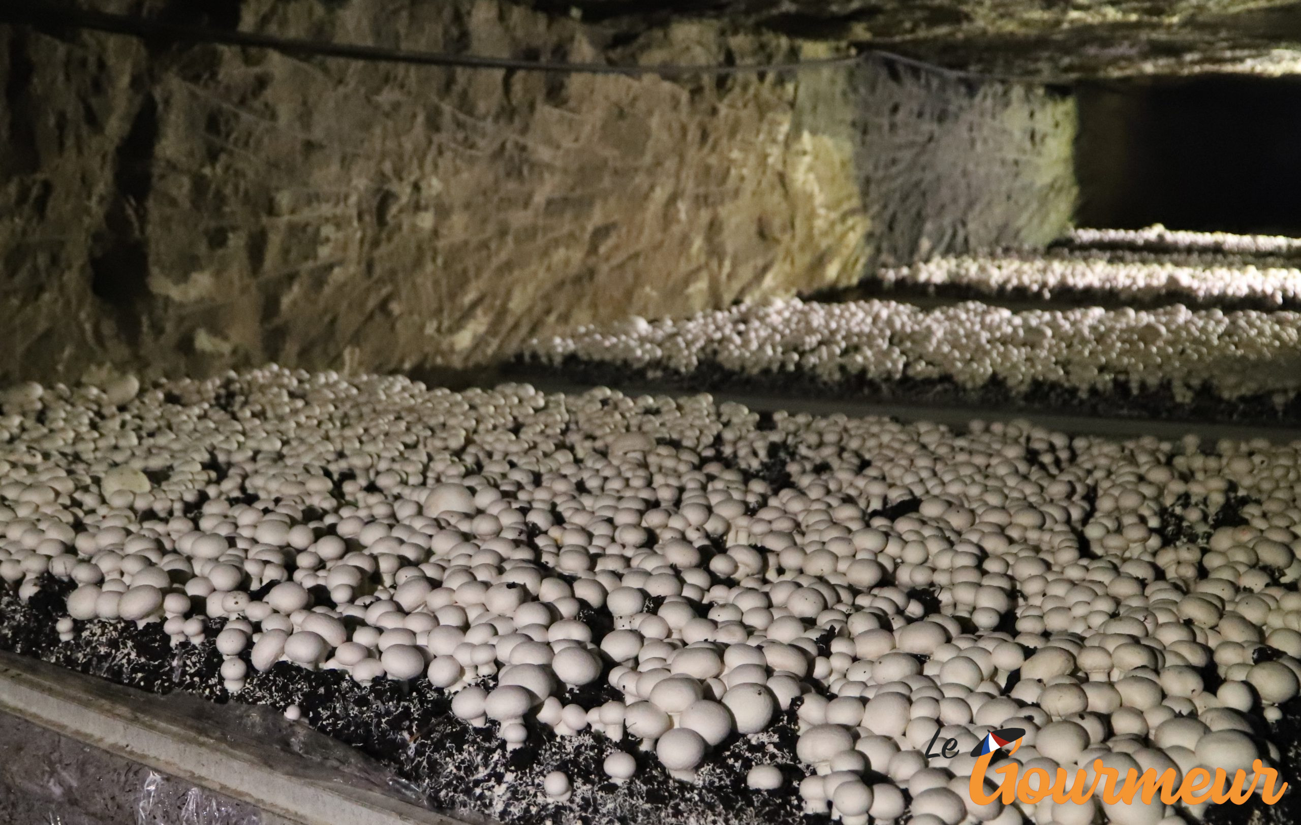 La cave vivante du champignon artisan en Anjou